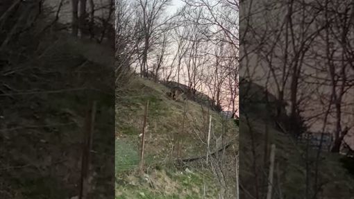 Il lupo ripreso dal signor Franco nel giardino di casa ad Aisone Il lupo ripreso dal signor Franco nel giardino di casa ad Aisone