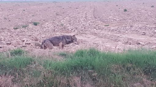 Il lupo si spinge sempre più verso la pianura: avvistato un esemplare a Genola [FOTO]