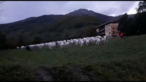 Animali isolati e maltempo: al lago delle Rovine ancora bloccate più di 500 pecore Animali isolati e maltempo: al lago delle Rovine ancora bloccate più di 500 pecore