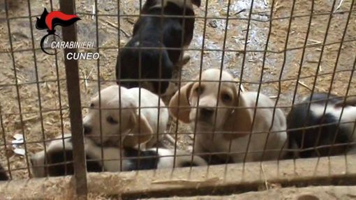 Foto dell'operazione "Nero Wolf"