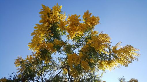 "Buon 8 marzo a tutte noi che continueremo a lottare per diritti di tutte le donne in ogni continente" "Buon 8 marzo a tutte noi che continueremo a lottare per diritti di tutte le donne in ogni continente"