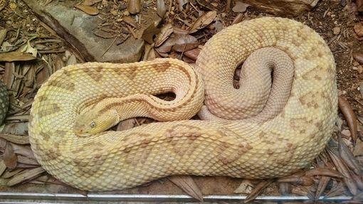 Pitone albino (foto: Pixabay)