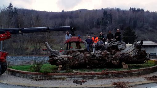 Priola scrive una nuova pagina per la storia del "Castagno di Angelo", un albero di 500 anni Priola scrive una nuova pagina per la storia del "Castagno di Angelo", un albero di 500 anni