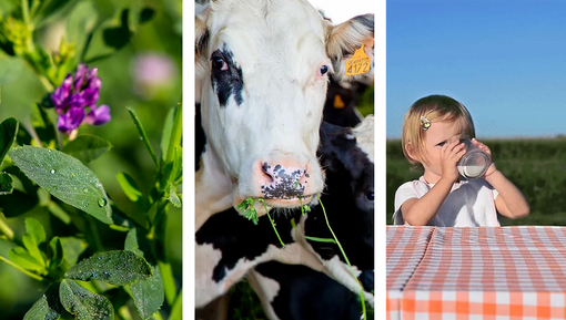In perfetta simbiosi fra terra, animale e uomo, nasce Erbalatte