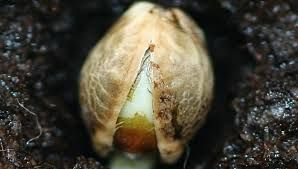 Giunto al termine il progetto "Giardino dei semplici" dell'IIS Umberto I