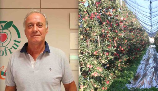 Il presidente dell'Associazione Organizzazioni Produttori (Aop) del Piemonte, Domenico Sacchetto, e un impianto di mele da raccogliere Il presidente dell'Associazione Organizzazioni Produttori (Aop) del Piemonte, Domenico Sacchetto, e un impianto di mele da raccogliere