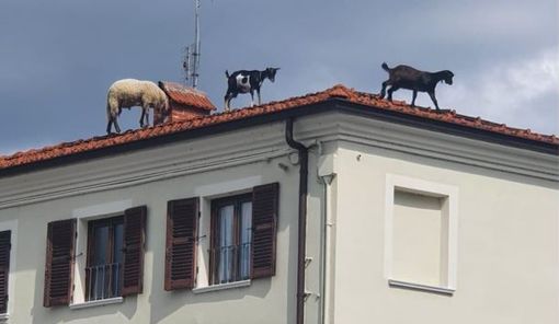 Due caprette e una pecora passeggiano sui tetti di Beinette
