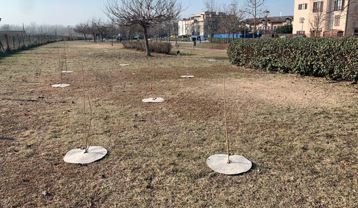 Gli alberi piantati in via Mormanno
