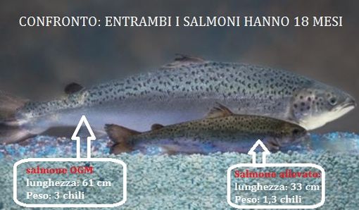 Il salmone ogm é davvero “progresso”?