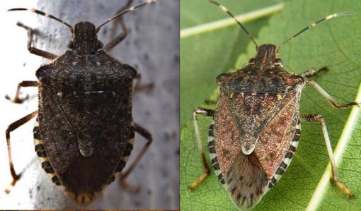 Coldiretti prosegue nella lotta (a impatto zero) contro la cimice asiatica