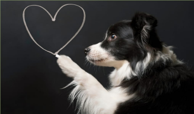 A Sommariva Bosco un focus sul rapporto tra cane e padrone