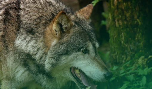 Lupo, Coldiretti Cuneo: "Bene gli indennizzi ma non sono la soluzione" Lupo, Coldiretti Cuneo: "Bene gli indennizzi ma non sono la soluzione"