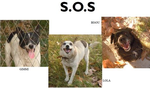 Appello per tre cani da adottare