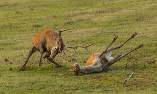 Immagine di repertorio (Foto di Simone Gatto - www.camoscisibillini.it)