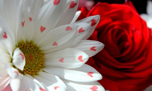 San Valentino, festa degli innamorati o festa dei commercianti? Ecco cosa ne pensano i cuneesi (VIDEO)