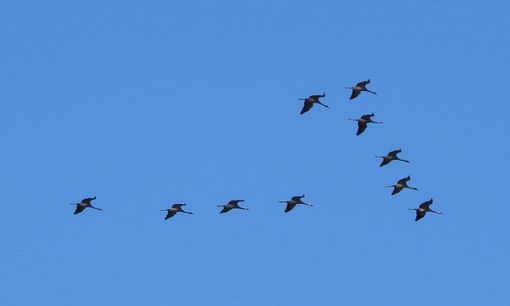 Tra cielo, terra e acqua: a Racconigi un appuntamento per osservare il passaggio delle gru in migrazione Tra cielo, terra e acqua: a Racconigi un appuntamento per osservare il passaggio delle gru in migrazione
