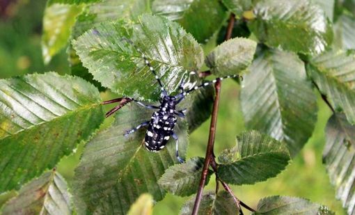Tarlo asiatico del fusto: a Cuneo sarà necessario abbattere più piante del previsto