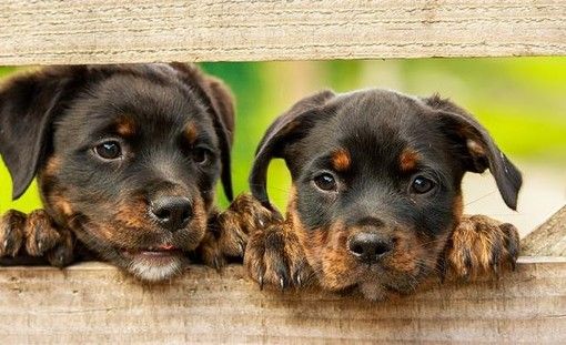 Antiparassitari per cani: quali sono e come vanno utilizzati Antiparassitari per cani: quali sono e come vanno utilizzati