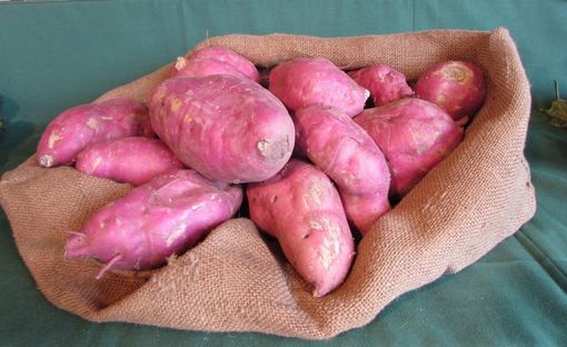 Alcuni esemplati di "Batata"