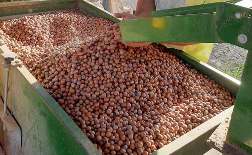 Nocciole, Cia Cuneo soddisfatta della qualità: &quot;Ma attenti al calo della produzione, e ai bassi prezzi di vendita&quot;