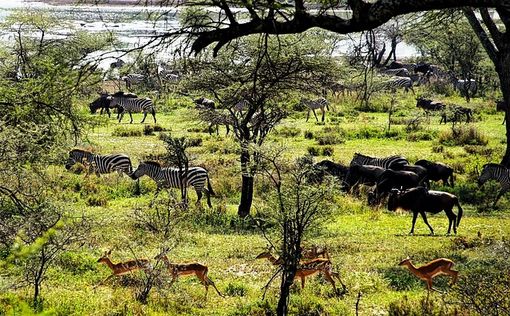 Safari in Tanzania: Cosa sapere per una straordinaria avventura nella natura