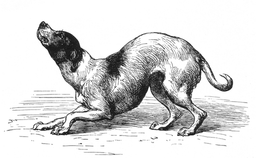 Cosa vuol dire per un cane avere paura? Scopri cosa è più giusto fare! Cosa vuol dire per un cane avere paura? Scopri cosa è più giusto fare!