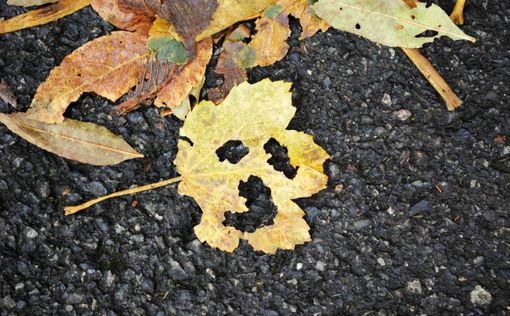 Nel Parco del Marguareis, in occasione del carnevale, anche il bosco si maschera
