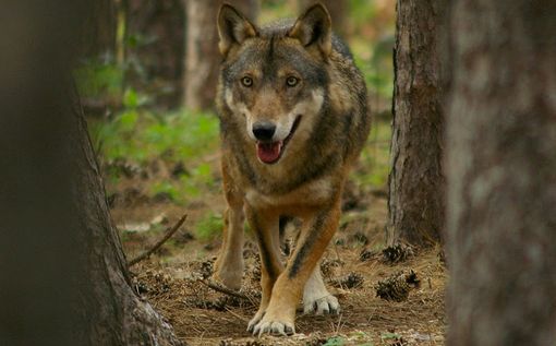 Immagine di repertorio