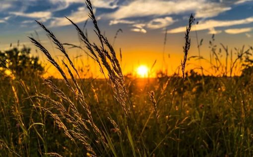 Salmour, al via un concorso per disegnare il logo ufficiale della fiera dell’antico grano Gentil Rosso
