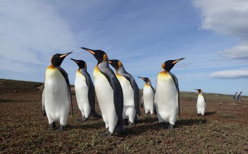 “Animalia”: a Dronero le bellissime fotografie del biologo Matteo Tolosano