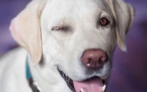 Negozio per animali online: cosa acquistare per il proprio cane? Negozio per animali online: cosa acquistare per il proprio cane?