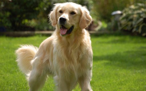 Il golden retriever