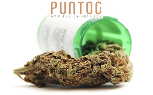 Cannabis Legale in vendita on line sul sito di PuntoG Cannabis Legale in vendita on line sul sito di PuntoG