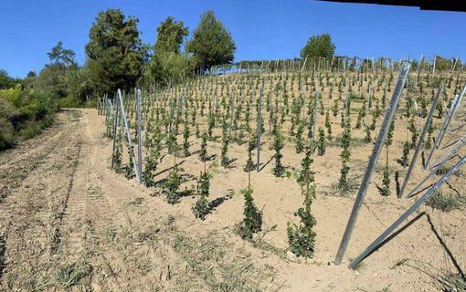 C’è il Bando sulla campagna 2023-2024 per la ristrutturazione e la riconversione dei vigneti C’è il Bando sulla campagna 2023-2024 per la ristrutturazione e la riconversione dei vigneti