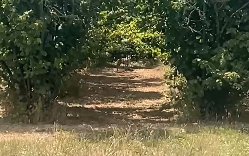 Avvistato un lupo a Sant'Anna Avagnina, ad una manciata di chilometri da Mondovì