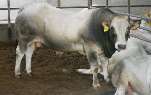 Meeting della Razza Piemontese a Bagnolo Piemonte