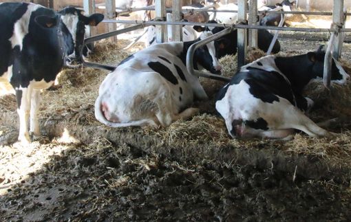 Settore latte, Silvio Chionetti (Cia Cuneo): "Produrre qualità costa, agli allevamenti va garantita la sostenibilità economica e ambientale"