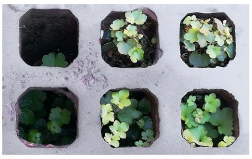 "Verde Clandestino": a Garessio la mostra che celebra le "erbacce" urbane