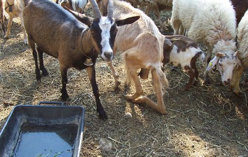 Pecore e capre dimagrite, tanto da non reggersi in piedi