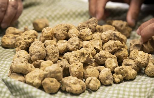 Un 2021 da record per il tartufo in Italia