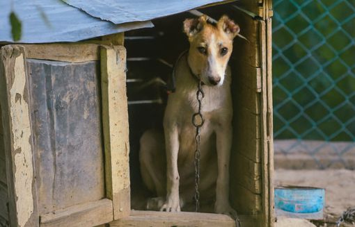 Alta Val Tanaro, lezioni sul benessere animale nelle scuole: quasi 300 studenti imparano il rispetto per i cani