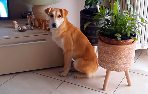 Laika e i riferimenti telefonici in caso di ritrovamento Laika e i riferimenti telefonici in caso di ritrovamento