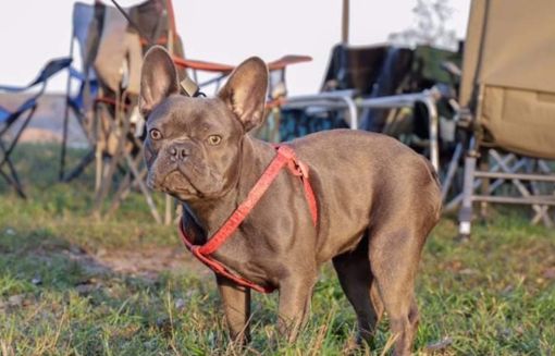 A Priero si cerca Blu, una femmina di bulldog francese: una ricompensa per chi la riporterà a casa A Priero si cerca Blu, una femmina di bulldog francese: una ricompensa per chi la riporterà a casa