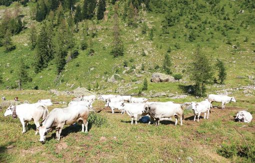 Confagricoltura porta al “Cuneo Montagna Festival” le istanze delle aziende delle Terre Alte Confagricoltura porta al “Cuneo Montagna Festival” le istanze delle aziende delle Terre Alte