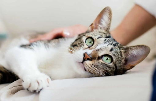 Il linguaggio del gatto: un corso gratuito promosso dall'Ordine dei Medici Veterinari della Provincia di Cuneo Il linguaggio del gatto: un corso gratuito promosso dall'Ordine dei Medici Veterinari della Provincia di Cuneo