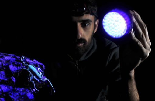 Taxon: mostra sulla biodiversità dei Parchi Alpi Marittime Mercantour Taxon: mostra sulla biodiversità dei Parchi Alpi Marittime Mercantour