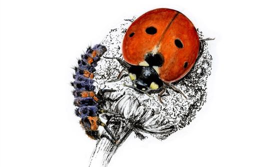 Calendario Naturalistico 2023: Cherasco ha decretato i vincitori