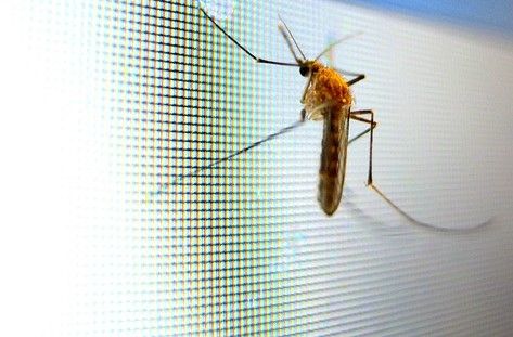 Zanzariere per balcone