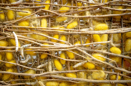 Caraglio celebra l'arte serica: inaugurazione della mostra "Seta. Luoghi e archivi"