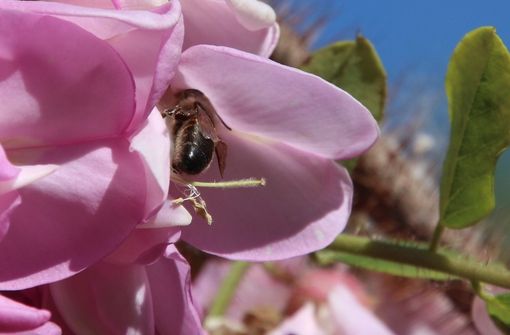 Barge aderisce al progetto + Api, oasi fiorite per la biodiversità Barge aderisce al progetto + Api, oasi fiorite per la biodiversità